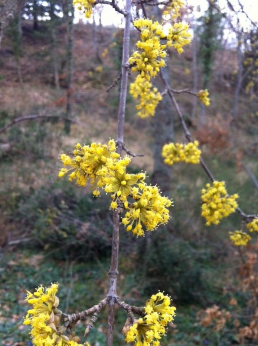 Cornus mas / Corniolo  (Cornaceae)